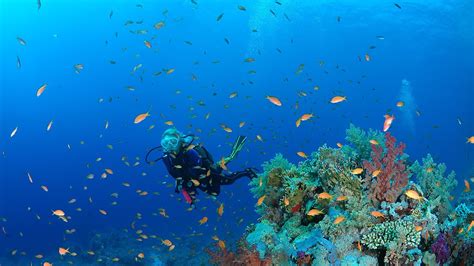 red sea diving safari photo